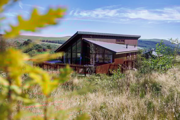 Silver Birch at Garwnant