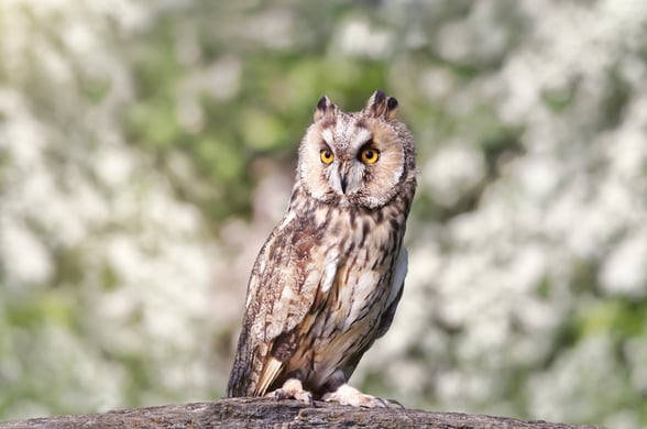 Long eared owl in the forest