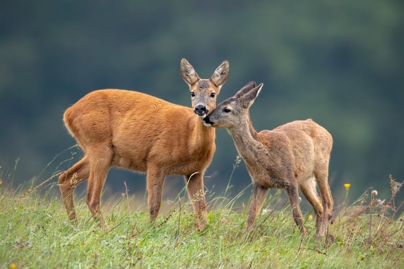 Mother and roe deer in a meadow together