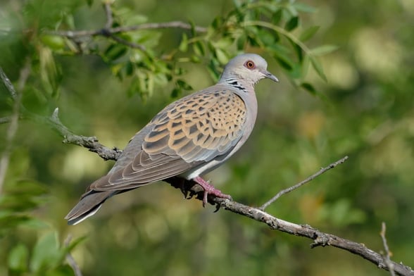 Turtle dove perched on a branch