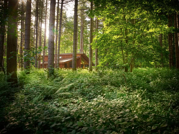 Sherwood Forest, Nottinghamshire 