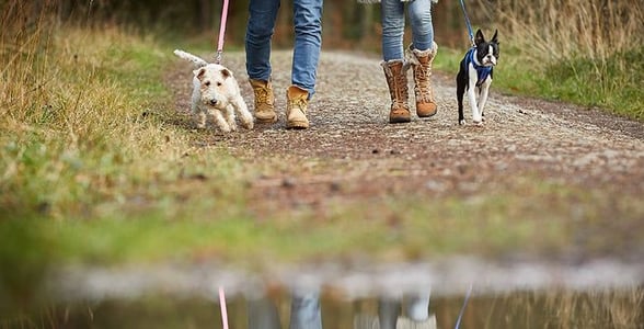 Dogs on a dog walk