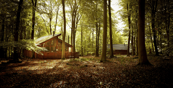 Blackwood Forest in autumn