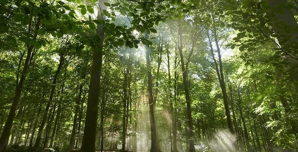 Sun beaming through trees at Blackwood Forest, Hampshire