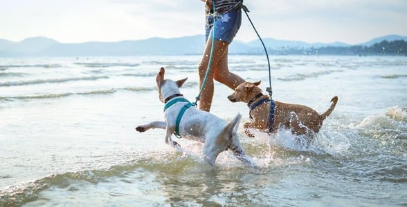 Dogs splashing in the sea 