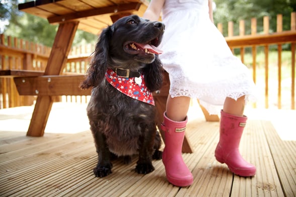 Dog-friendly days in the forest