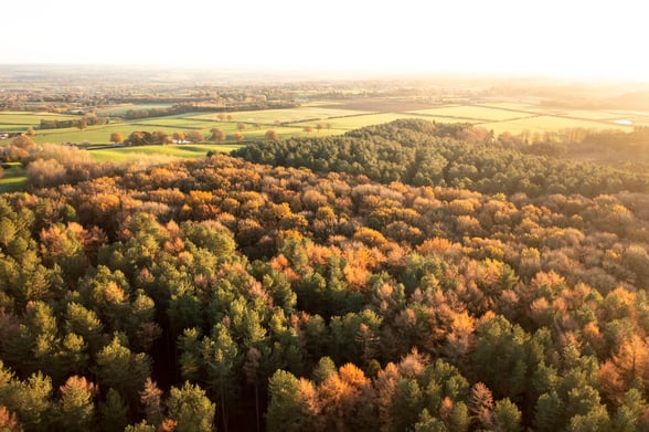 Aerial view of Delamere Forest, Cheshire