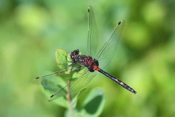 White faced darter dragonfly 