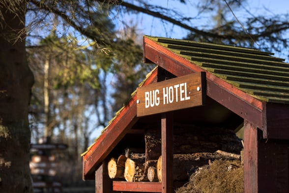 Delamere Forest bug hotel