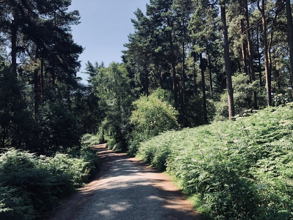 Forest pathway into Delamere Forest, Cheshire