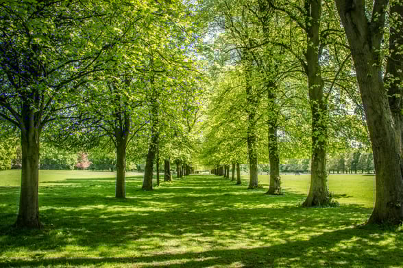 Trees in Marbury park, Cheshire