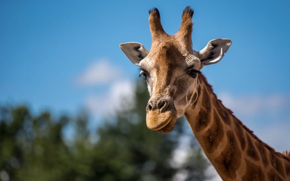 Giraffe at Chester Zoo