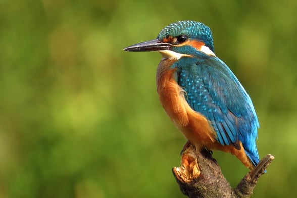 Blue Kingfisher bird