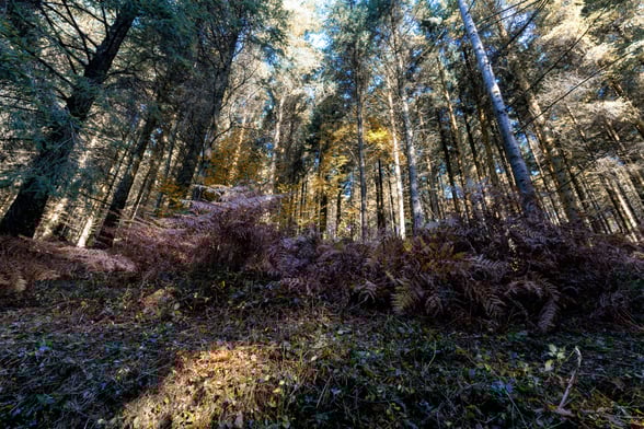 Cardinham Woods, Cornwall