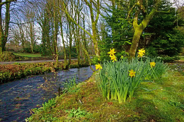 Daffodils in Cornwall