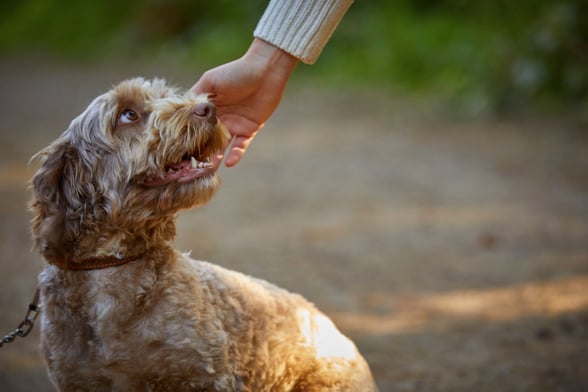 Dog friendly holidays in Cornwall