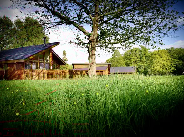 Silver Birch cabin in the meadow at Forest of Dean