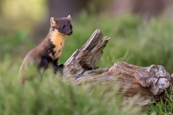 Pinemarten in Forest of Dean