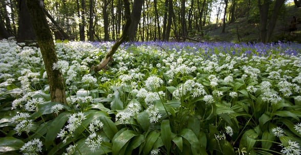 Wild garlic in the Forest of Dean