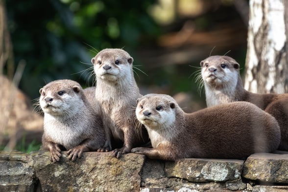 Group of otters at Slimbridge Wetland Centre