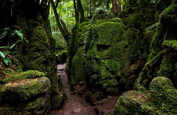 Moss covered rock formations at Puzzlewood, Gloucestershire