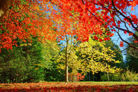 Colourful trees at Westonbirt Arboretum, Gloucestershire