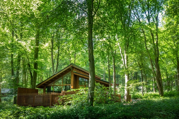 Find out more about Blackwood Forest