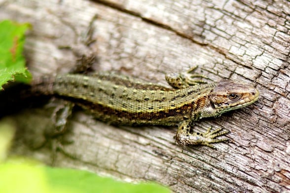 Common lizard resting on a log