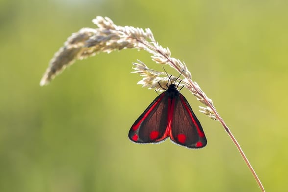 Cinnabar moth at Sherwood Forest