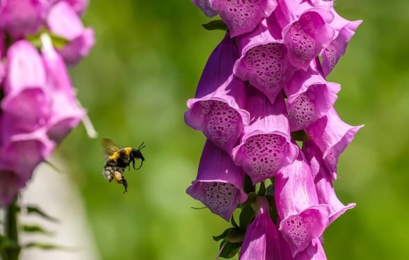 Foxglove  flowers at Sherwood Forest