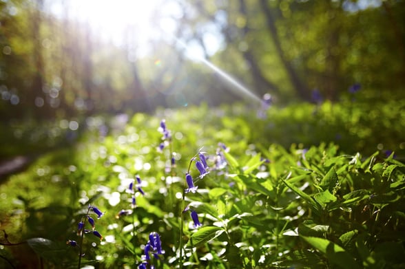 Bluebells in Sherwood Forest, Nottinghamshire