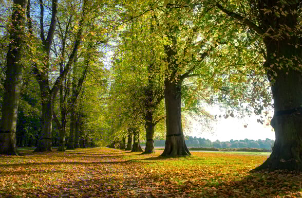 View of the trees at Limetree Avenue in Clumber Park