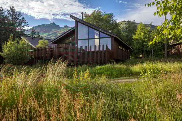 Golden Oak at Ardgartan Argyll, Scotland