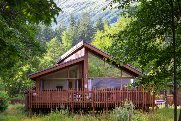 Silver Birch at Ardgartan Argyll, Scotland