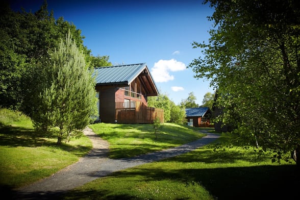 Silver Birch at Strathyre, Scotland