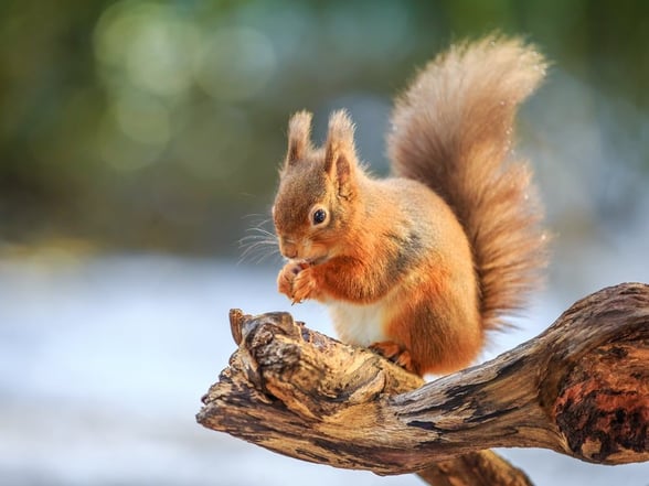 Red squirrel perched on a branch in Strathyre, Scotland