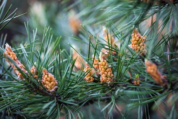 Scots pine in the woodland surrounding Strathyre, Scotland