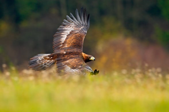 A golden eagle mid flight
