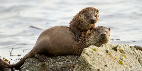 Two otters resting on some rocks