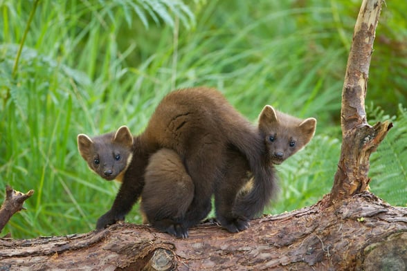 A pair of pine marten playing on a log