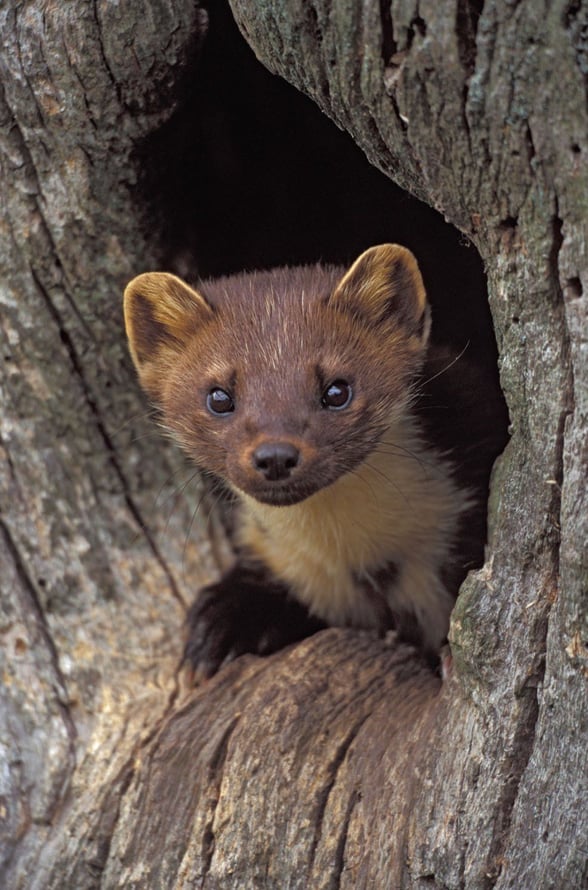 Close up image of a pine marten peering out from within a hole in a tree trunk