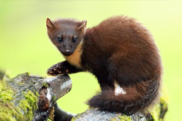 An image of a pine marten walking over logs
