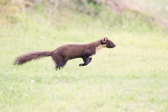 A pine marten jumping through open grassland