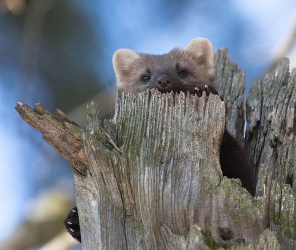 A pine marten peering from behind a wooden log