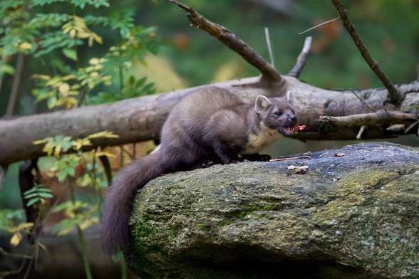 A pine marten feeding within the forest