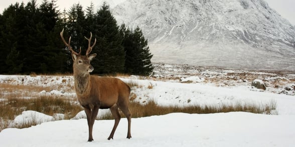 Red deer in Scotland in Winter in the snow
