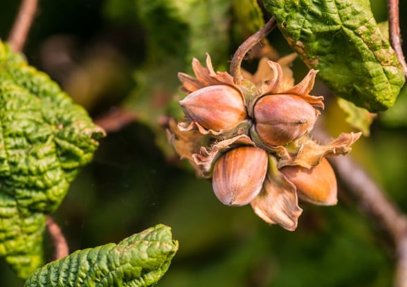 Hazelnuts in the woodland at Beddgelert, Snowdonia