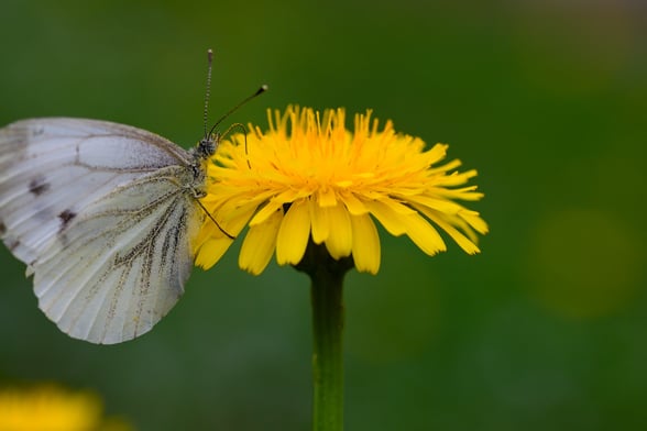 Pierid butterfly on a hawkweed flower
