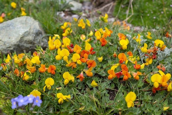 Birdsfoot wildflowers in a meadow in Cropton