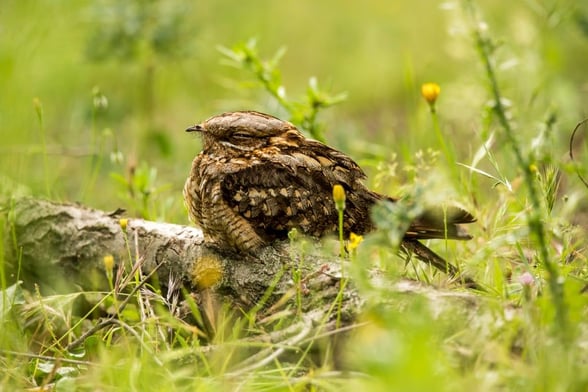 Nightjar bird at Keldy, North Yorkshire